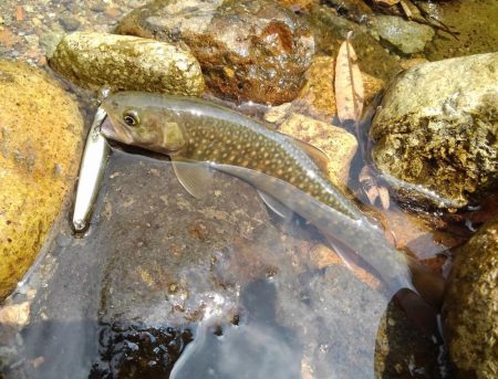 真夏のイワナ釣り